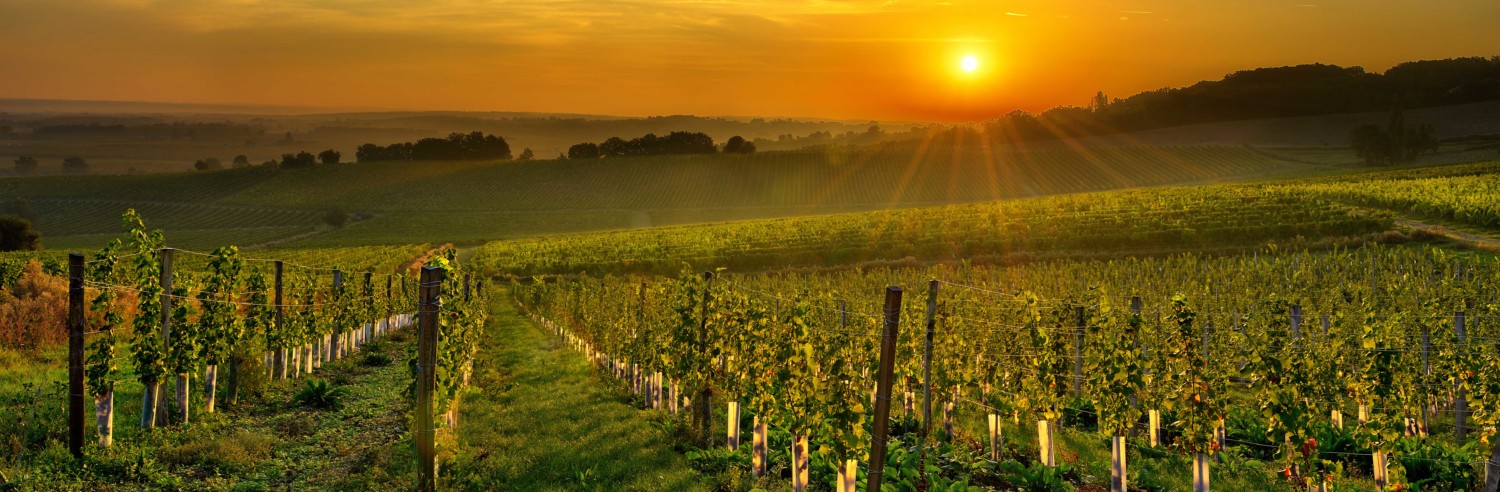 terroirs_associes_vignes2